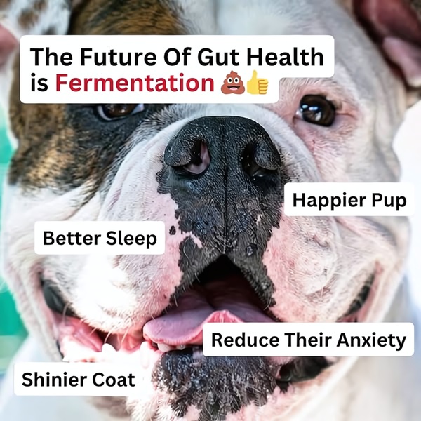 A close-up dog portrait using a direct hook about gut health to promise secondary health benefits like anxiety reduction and a shinier coat.